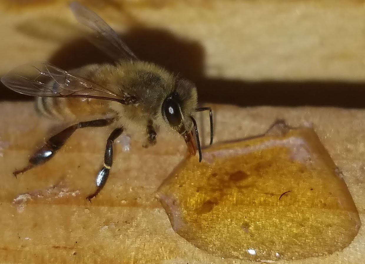 Honey Bees