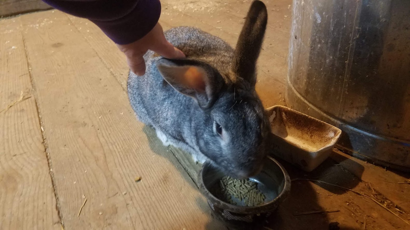 Barn Bunny~