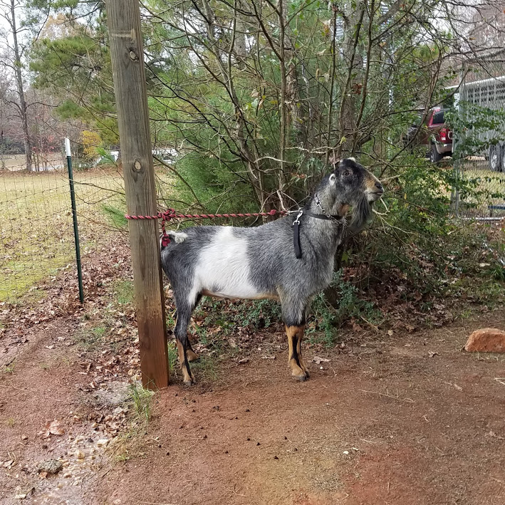 Buck Collection @ Chester, SC