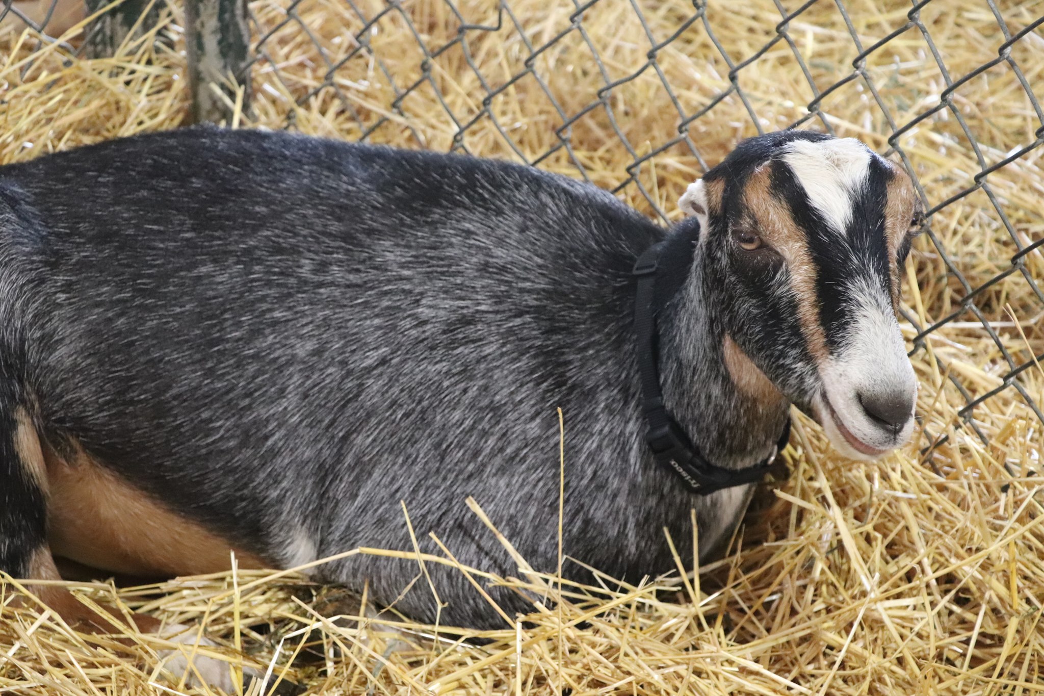 2019 NC State Fair!